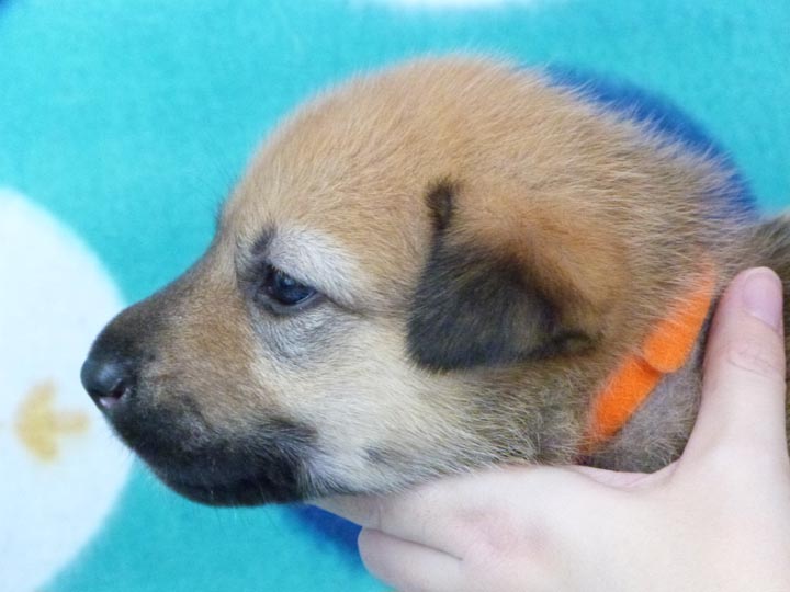 chinook puppy